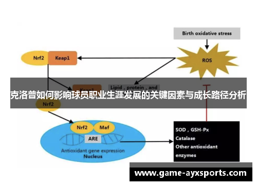 克洛普如何影响球员职业生涯发展的关键因素与成长路径分析